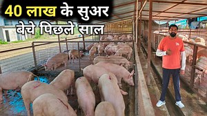 931K views · 16K reactions | Pig Farm | Pig Farming Business Plan | Pig Farming #sandhuagrofarm #pigfarms #pigfarmer #pigfarming | Sandhu Agrofarm | Facebook