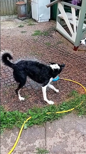 Border Collie Puppies Playing With Water