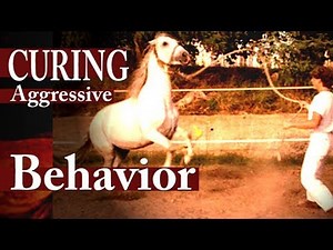 Healing Aggressive Stallion