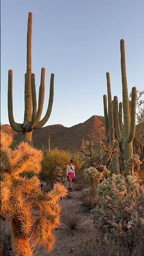 🌵 Share this with someone who needs an Arizona trip to see the biggest Cactus in the world! Saguaro