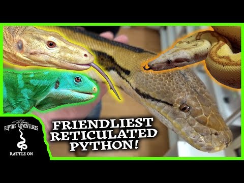 PART 2 - TOURING THE COOLEST REPTILE BREEDING FACILITY IN FRANCE! Pythons, Boas and Monitors!