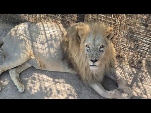 Visit the kingdom of lions of Taigan!