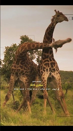 موسم جديد | سفاري قاتلة | ناشونال جيوغرافيك أبوظبي
