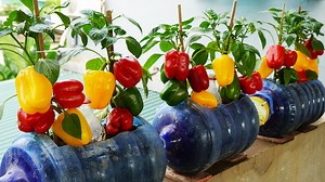 13K views · 197 reactions | Bell Pepper Growing Tips Unveiled | Diy Garden World | Facebook
