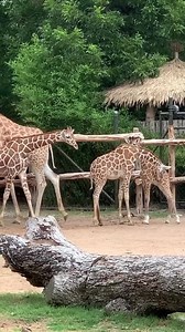 35K views · 2.3K reactions | 漣The little guy meets the herd! 漣 Our yet-to-be-named calf met the rest of the giraffe herd and other Savanna residents for the first time yesterday! Their interactions included lots of sniffs, some licks and maybe a kick or two. Look for him on your next visit to the Zoo! | Fort Worth Zoo | Facebook