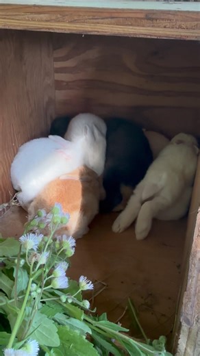 Cuddling! #rabbit #bunny #outdoors #homestead #cuteanimals