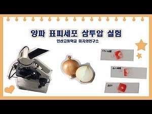 미지의 양파 표피세포 삼투압 실험