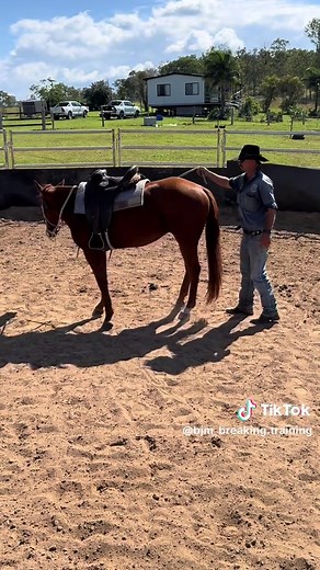 A small snippet of the beginning of 2yo Peppys breaking in journey. Video of the finished product to come in the next week or two 👍 • • #horsebreaker #horsetrainer #horsebreaking #horsetrainerqld