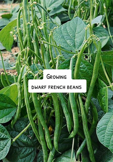 How to Grow Dwarf French Beans This July