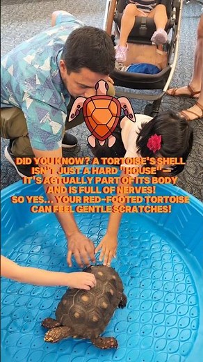 🐢 Did you know a tortoise's shell has feelings?