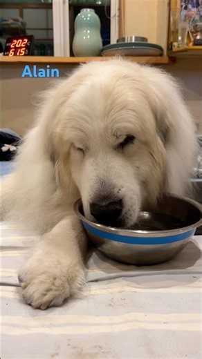 Alain アラン #greatpyrenees #todaysrunrun #グレートピレニーズ #今日のルンルン