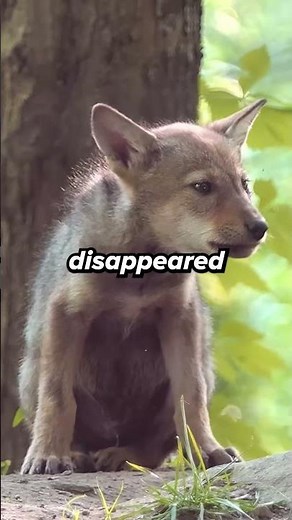 America’s rarest wolf is almost gone forever!!