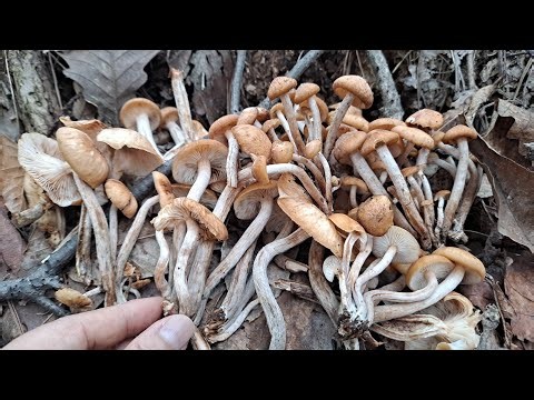 🍄🍄야생버섯 대풍년! 지금 올라오기 시작합니다.버섯산행 건강 항암 