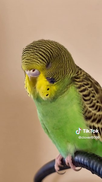 #chirp #budgie #budgies #budgiesoftiktok #happyboy #clover6096 #tiktokshorts
