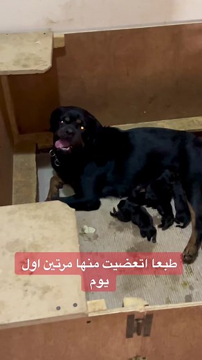 كلبتي تولد لأول مرة: ما تحتاج معرفته