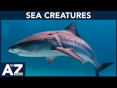 A to Z of Sea Creatures | ABC of Sea Creatures | Sea Creatures starting with...