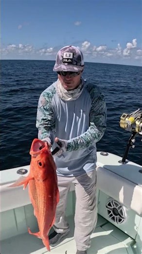 The Biggest Queen Snapper You Will EVER See on YouTube!!