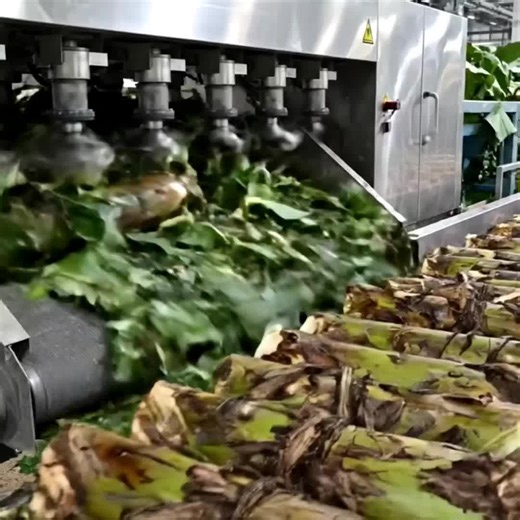 Inside the Largest High-Tech Banana Stem Factory You_ve Never Seen Before (Full Process) #factorywork #workerslife #health