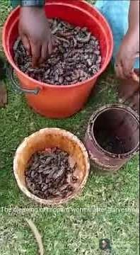 Mopani worms harvest time