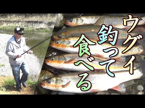 ウグイ釣って食べる！尺バヤ大漁！塩焼きうまいぞ！ミャク釣り。 ウグイの瀬付き。ウグイの大群。爆釣。 小物釣り62。簡単、ウグイ料理。川の大物釣り。琵琶湖 Lake BIWA River Fishing