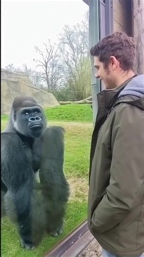 Message received 🦍