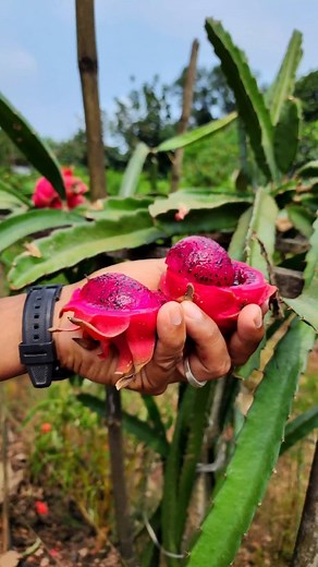 Saguna Baug | सगुणा बागेतील रानमेवा 😍 ...Must Visit... Contact Us. 9370702932 Website- www.sagunabaug.com #AgroTourism #agritourism #Ruraltourism... | Instagram