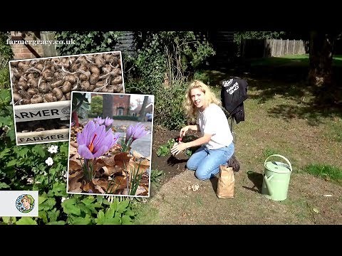How to plant Crocus sativus corms for Saffron - FarmerGracy.co.uk