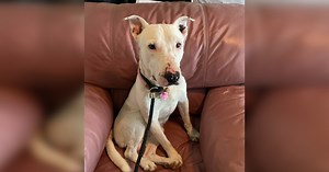 Rescue locates dog who had been living for months as leader of coyote pack