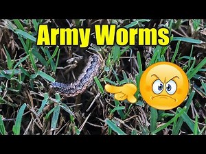 Army Worms in Lawn