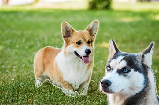 Corgsky: A breed portrait of the irresistible Corgi-Husky dog hybrid mix