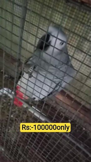 Cockatoo Bird Price 2025 | #shorts #birds