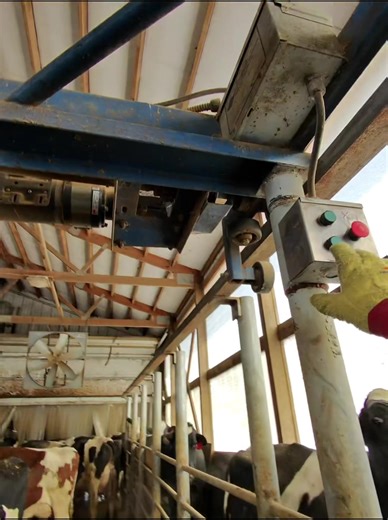 Loading Up Cows for Milking: Insights into Dairy Farming