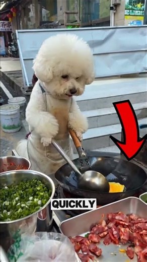 This Dog Cooked Fried Rice BETTER Than You 🍳🐶