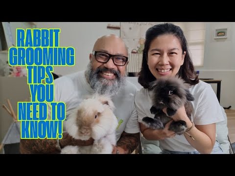Rabbit Grooming with Samlex!