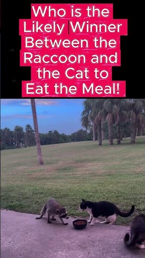 CAT VS RACCOON Fight Over Food: Wait for this HILARIOUS SHOWDOWN!🦝
