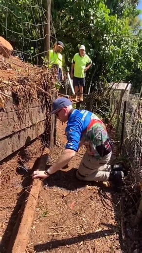 Two Brown Snakes Halt Work! 🐍 Work comes to a stop when two brown snakes appear on the retaining wall! 🐍 Watch this wild encounter with expert snake catching in action. #SnakeCatcher #BrownSnakes #WildlifeEncounter #DangerousAnimals #SnakeAlert #NatureVibes #AnimalEncounters #SnakeSafety #EpicWildlife #SnakeWatch | Wildlife With Stuart Mckenzie