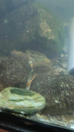 世界初！カニがムカデを食べるドキュメンタリー動画