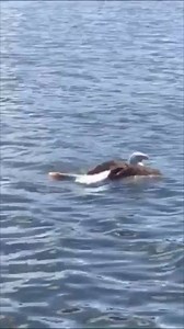 50M views · 403K reactions | Twitter user Dan Goff took this video of a bald eagle initially thought to be injured on the St. Croix River. Little did he know, this bird was simply catching some dinner last night. 礪 STORY: https://kstp.com/minnesota-moment/minnesota-moment-an-eagles-massive-dinner/5459057/?cat=13400 | KSTP-TV | Facebook