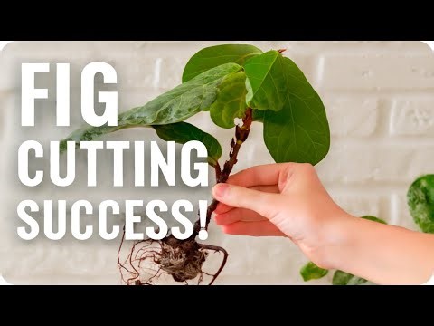 How to Propagate a Fig Tree From a Cutting (Super Easy)