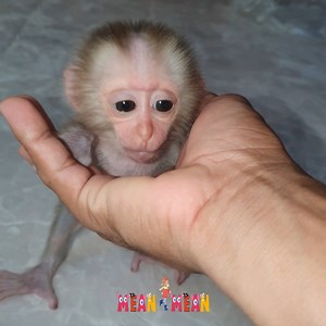 Sweet cutie baby monkey walk to hug Dad - Monkey Mean Mean Part 32 | Monkey Mean Mean