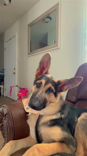 Adorable German Shepherd Howling on the Couch#GermanShepherd #DogHowling #CuteDog