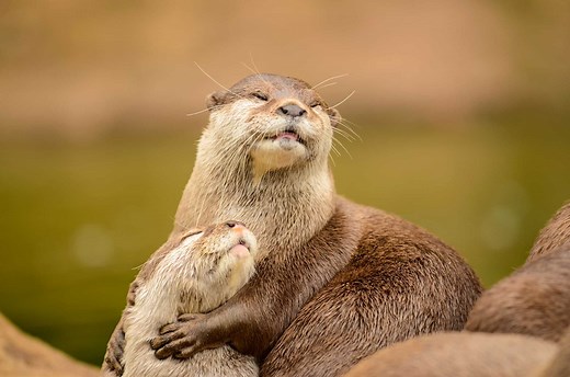Otter Poop: Everything You've Ever Wanted to Know