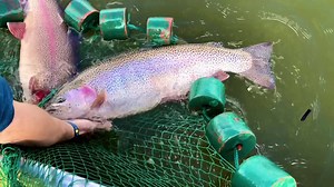 🐟LOOK AT THOSE MONSTER AMABOWS🐟 These fish are massive, probably the largest trout stocked anywhere in California! Reel line strippers I must say! Shore anglers are doing very well on Powerbait and small lures, boat anglers are trolling from 5-20’ deep running Rapalas or speedy shiners. This time of year is special with rolling hills of green, flowers blooming everywhere, wildlife coming out of hibernation, the Lake is full, and FISHING IS AMAZING so plan a trip today while the getting is good