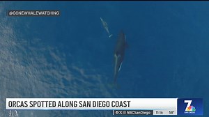 594K views · 9.4K reactions | Gone Whale Watching captured some orcas...