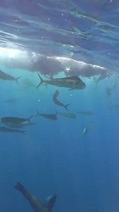 Mahi mahi feeding on a baitball😁🌊🐟 . Like and tag an ocean lover in the comments❤👍💬 . Shot by @janelleavanruiten . Follow @scubapilgrim for more! Follow @scubapilgrim for more! . 📷Want to learn Underwater Photography?📷 . 🐠Use the link below or in our bio to get a free Underwater Photography course!🐠 . bit.ly/Underwaterphotography bit.ly/Underwaterphotography . . . . . #mahimahi #fish #fishes #fishies #baitball #baitfish #sardinerun #sardines #pelagic #hunting #ocean #love #sea #seacreat