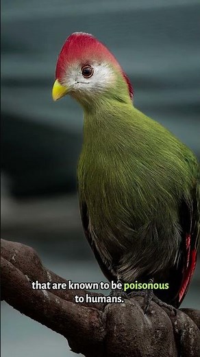 Meet the Red-crested Turaco | Species 101