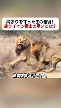 縄張りを守った王の最後！ 雄ライオン同士の争いとは？ #ライオンの生態 #野生の世界 #動物ドキュメンタリー #アフリカ #生命の物語