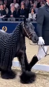 Movement Evaluation — Structured Session. A focused evaluation sequence highlighting balance, alignment, and controlled transitions as movement quality becomes clear under structured conditions. #cuteminipets #movementreview #ringevaluation #performancecycle #equestriantraining | Cute Mini Pets
