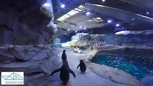 20K views · 1.2K reactions | The Detroit Zoo's Polk Penguin Conservation Center redefines “state of the art” for captive penguin habitats. While providing a spectacular visitor experience, the animal habitat itself ensures an optimal environment for the welfare of the penguins. The environment is designed to encourage wild behavior, from diving and porpoising to nesting and rearing young. | Detroit Zoo | Facebook