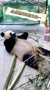 16K views · 1.6K reactions | This clever giant #panda is breaking the bamboo pole into small parts. #SundayFunday | China News 中国新闻网 | Facebook